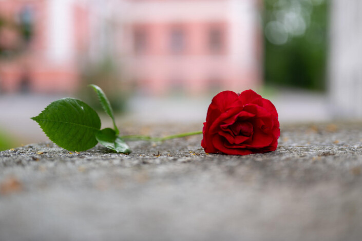 Rose